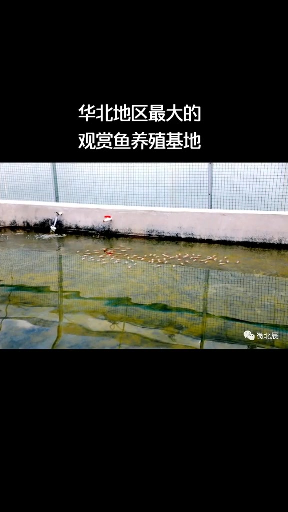 双口镇后堡村的庆祥伟业观赏鱼养殖基地,成为为华北最大的观赏鱼基地。天津 正能量