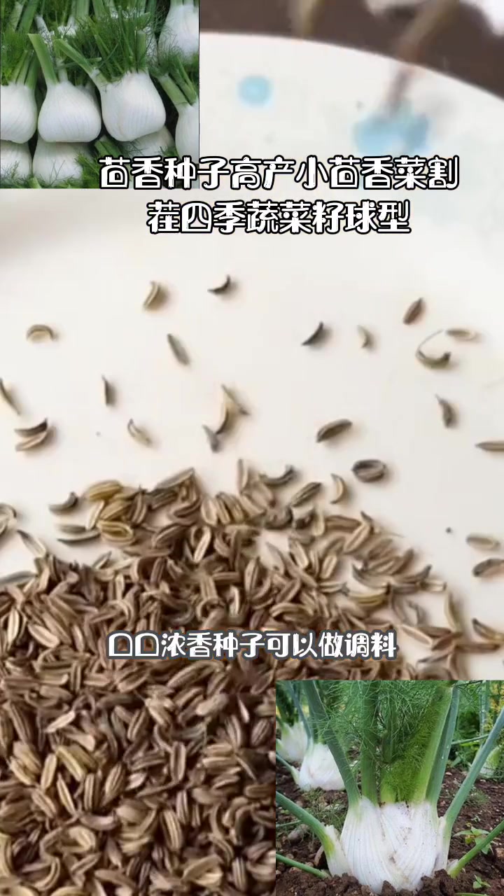 茴香种子高产小茴香菜割茬四季蔬菜籽球型