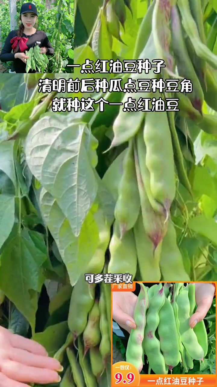 一点红油豆种子东北油豆种子豆角种籽