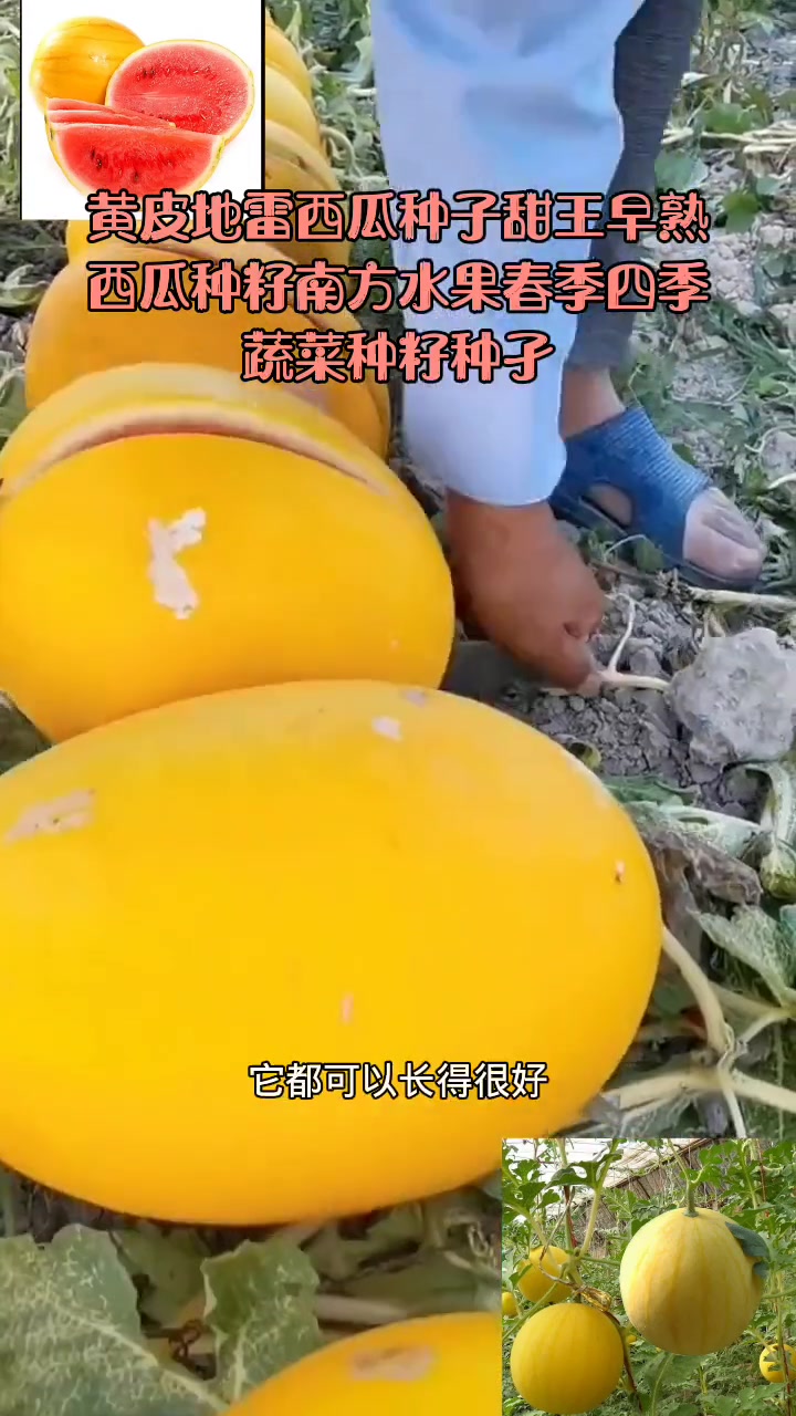 黄皮地雷西瓜种子甜王早熟西瓜种籽南方水果春季