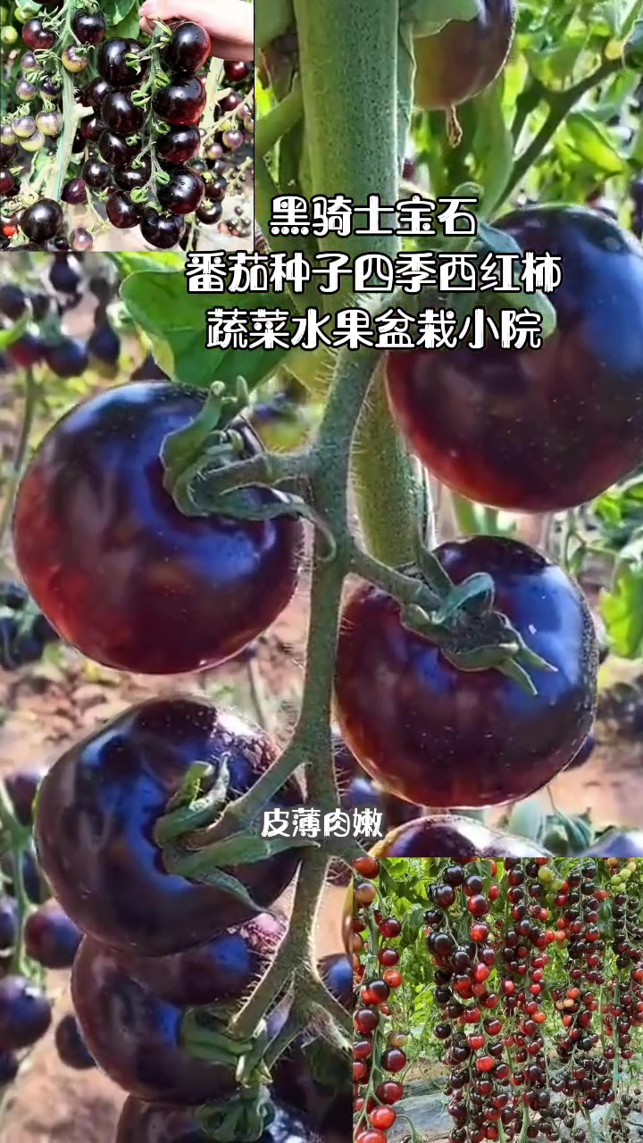 黑骑士宝石番茄种子四季西红柿蔬菜水果盆栽小院