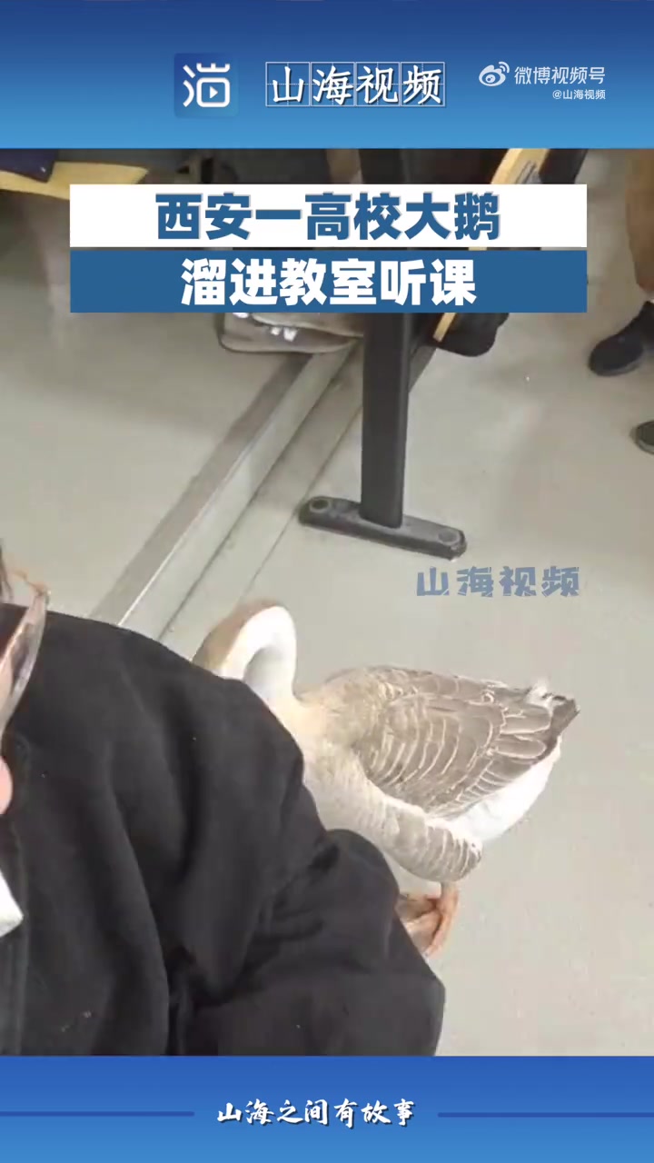 「可爱!」陕西西安,高校学生正上课一只大鹅突然闯进教室四处走动。贾同学介绍,这只大鹅是学校
