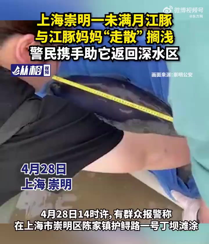 「上海崇明一未满月江豚与妈妈“走散” 警民携手助它返回深水区」4月28日14时许,有群众报
