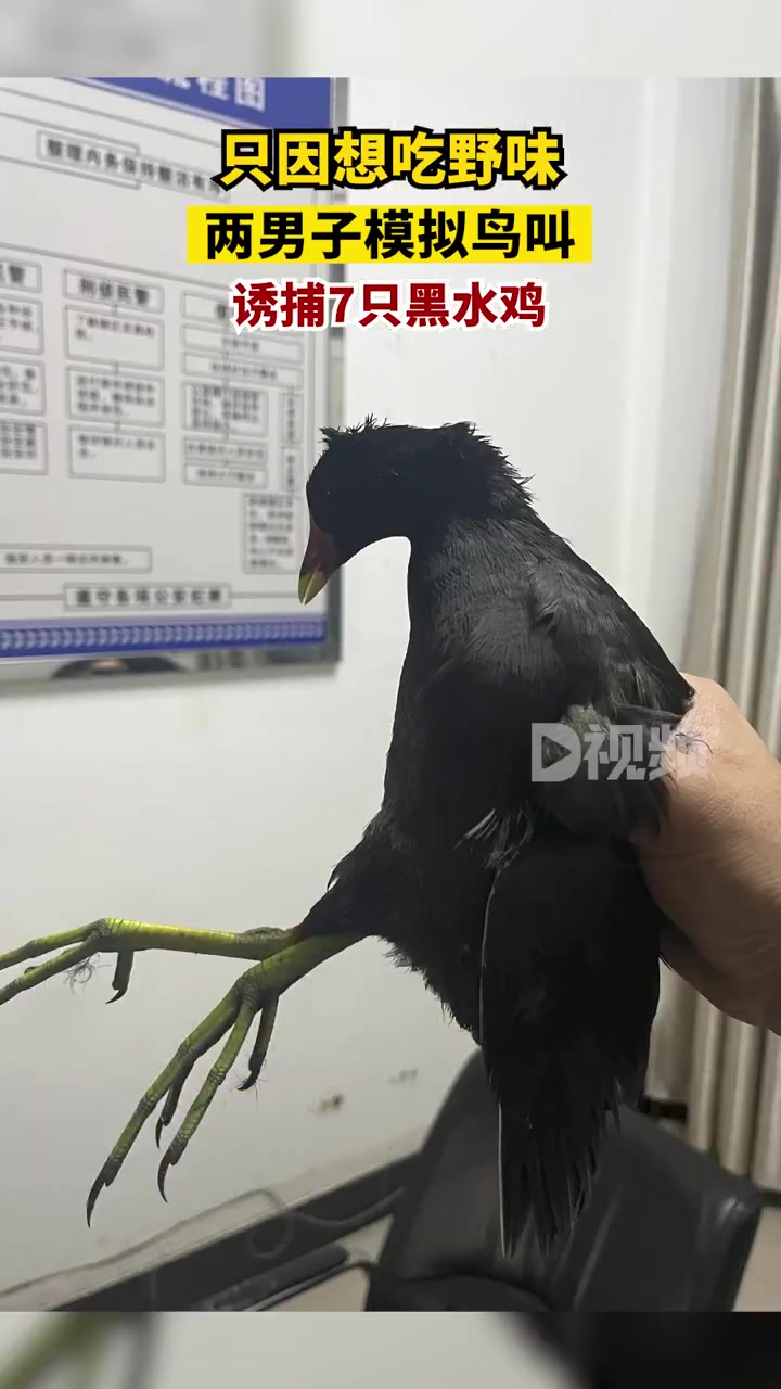 「只因想吃野味,」4月28日,重庆,大足警方通报一起非法狩猎案。男子蒲某为了吃野味,邀约朋