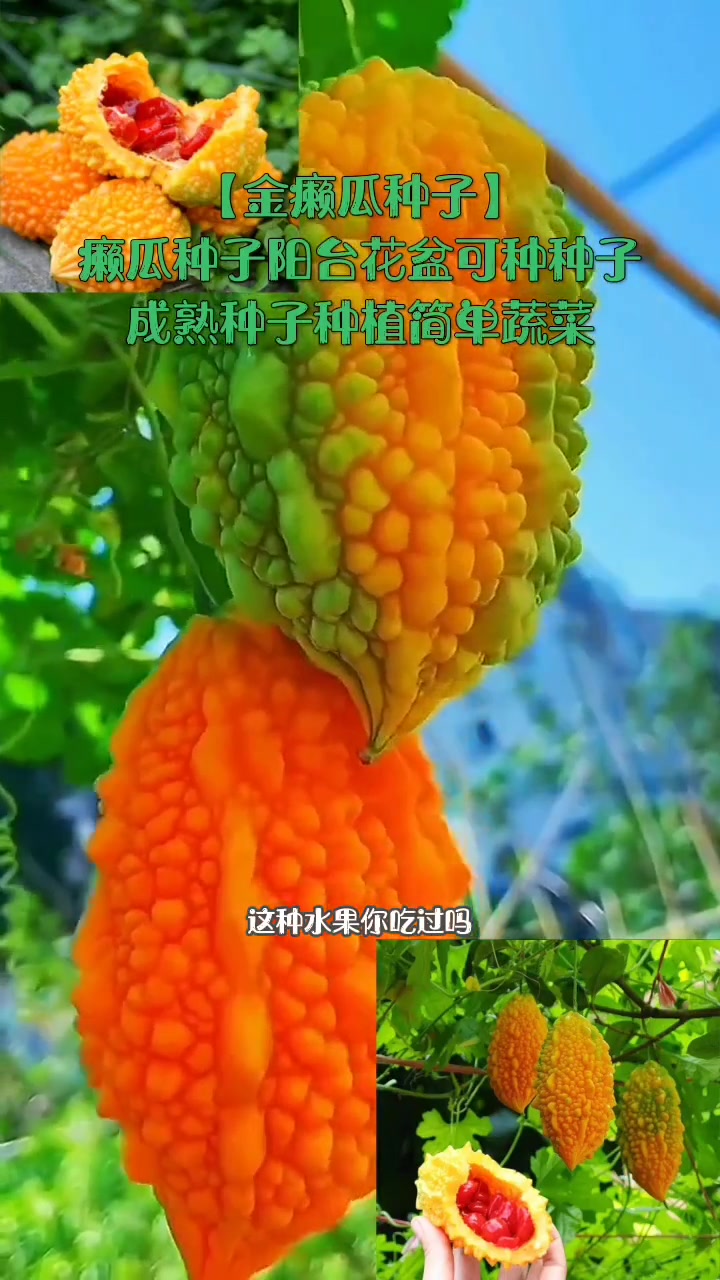 「金癞瓜种子」癞瓜种子阳台花盆可种种子成熟种子种植简单蔬菜
