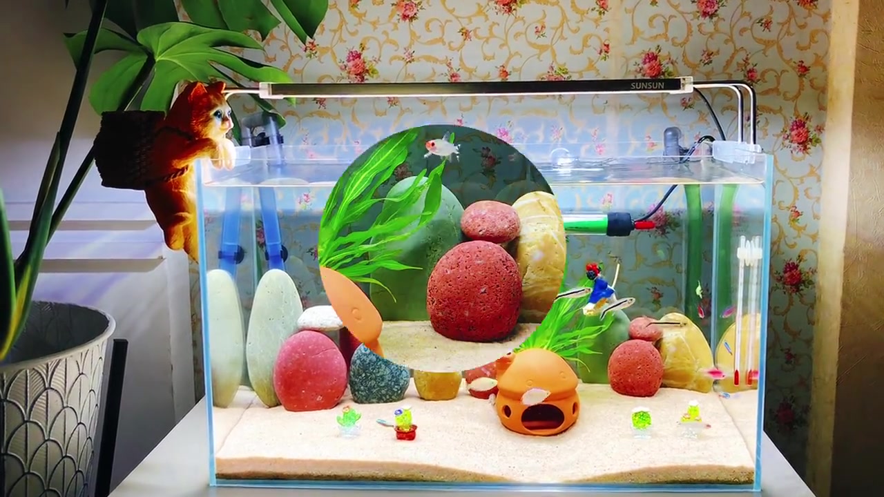 养了三年的空气缸,今天换个治愈系鱼缸造景!