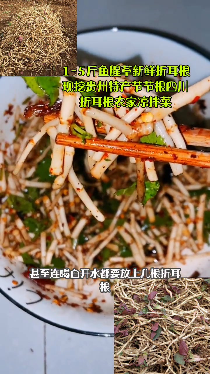 鱼腥草新鲜折耳根现挖贵州特产节节根四川折耳根农家凉拌菜