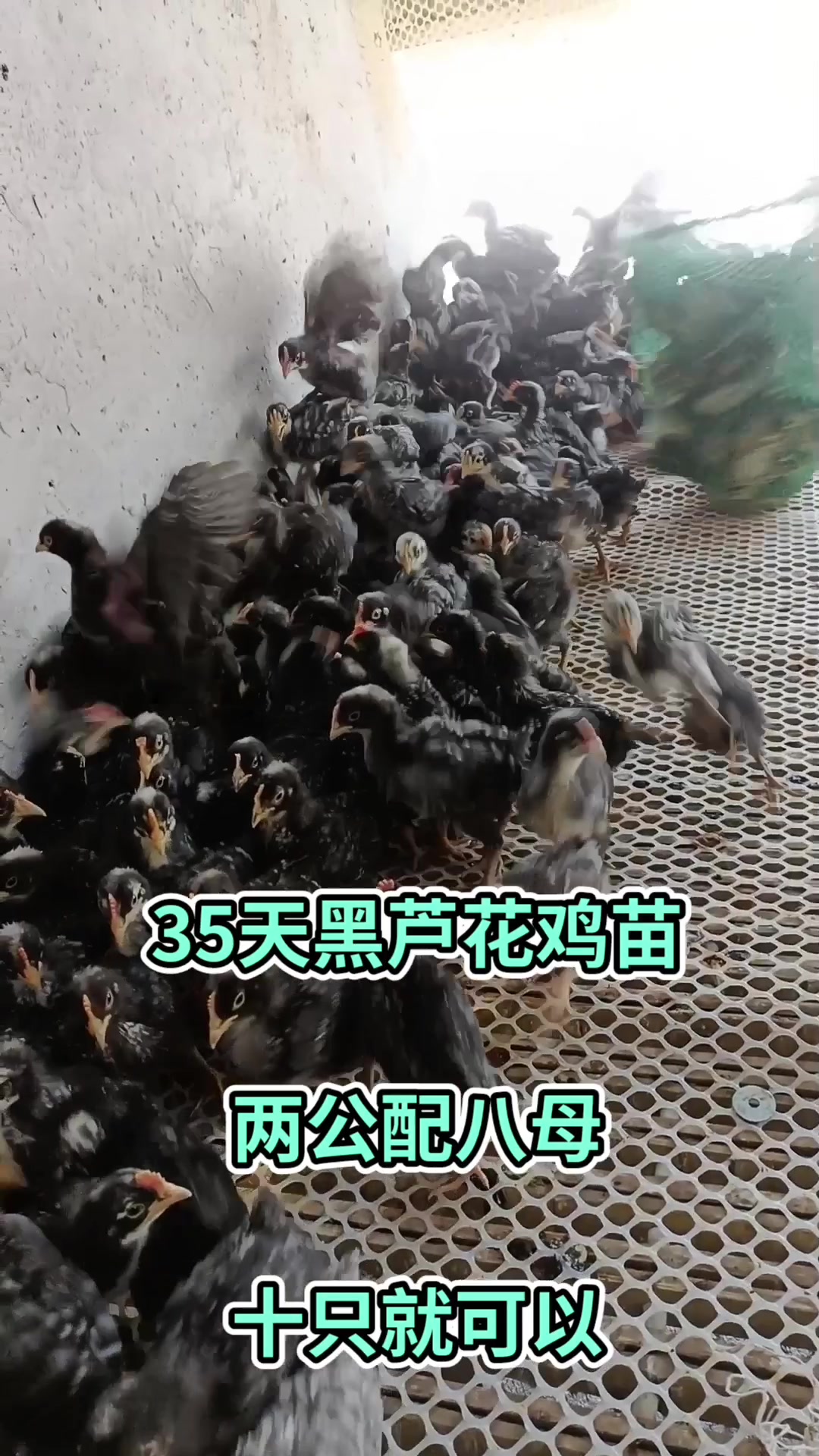 35天黑芦花鸡苗,两公配八母,十只就可以