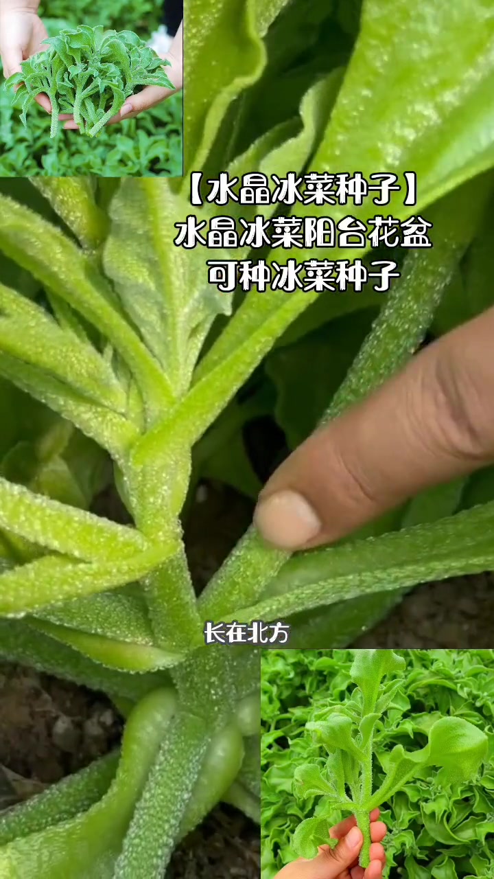 「水晶冰菜种子」水晶冰菜阳台花盆可种冰菜种子