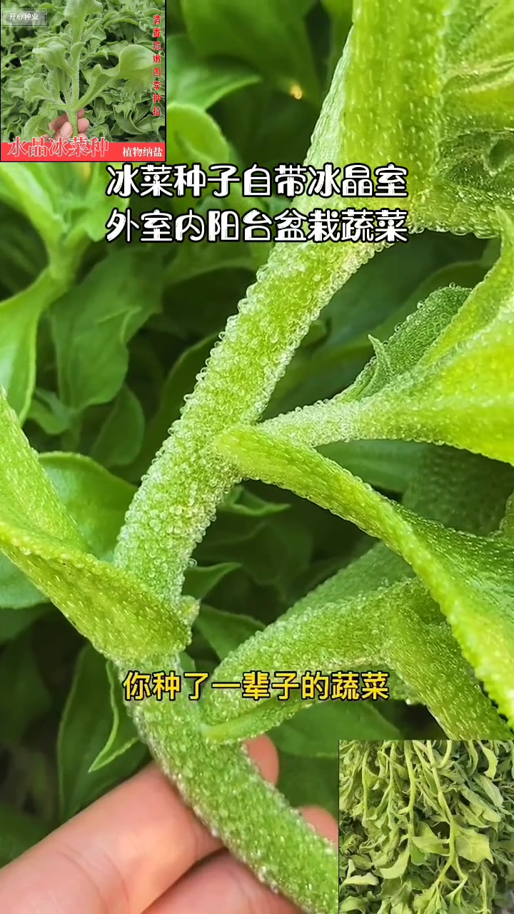 农业种植 冰菜种子自带冰晶室外室内阳台盆栽蔬菜