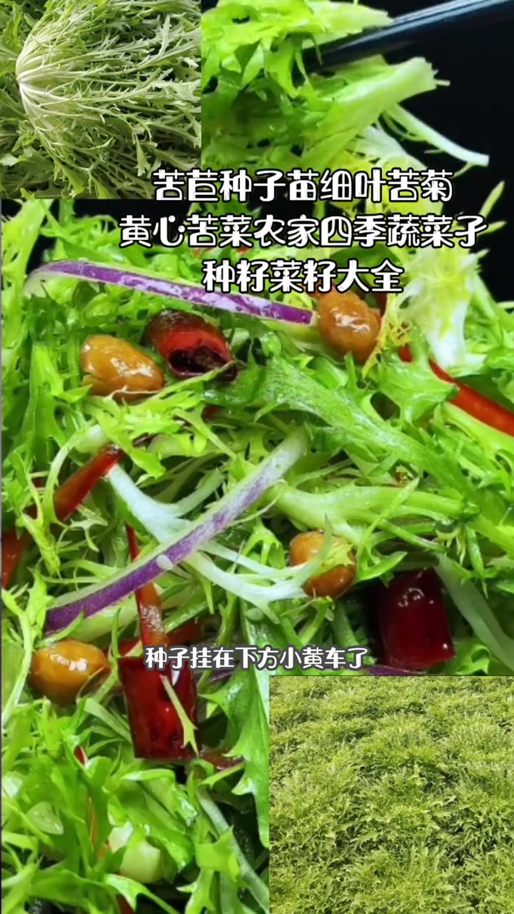 苦苣种子苗细叶苦菊黄心苦菜农家四季蔬菜孑种籽菜籽大全