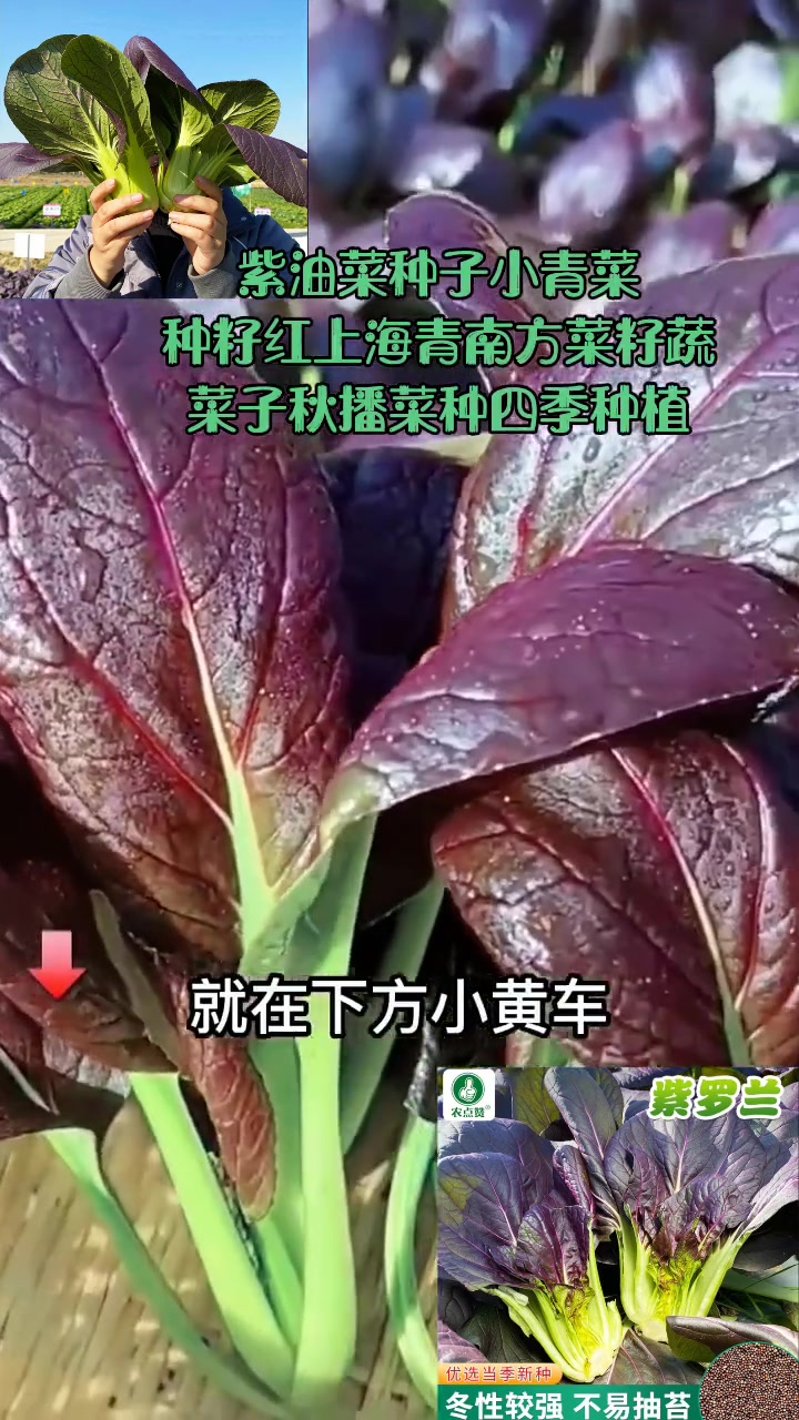 我的乡村生活 紫油菜种子小青菜种籽红上海青南方菜籽蔬菜子秋播菜种四季种植