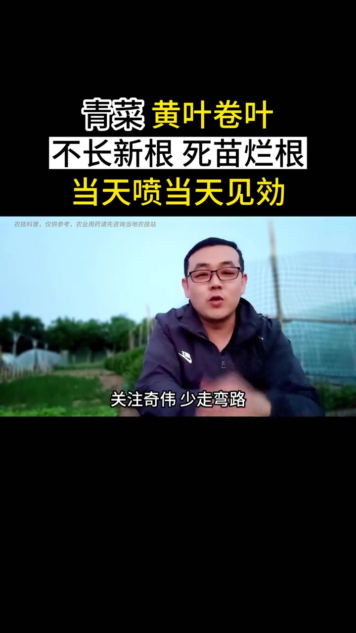 青菜黄叶 卷叶 小叶 不长新根 死苗烂根,当天喷当天见効 青菜 叶菜种植 青菜种植 新农人