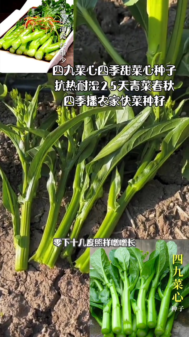 三农 四九菜心四季甜菜心种子抗热耐湿25天青菜春秋四季播农家快菜种籽
