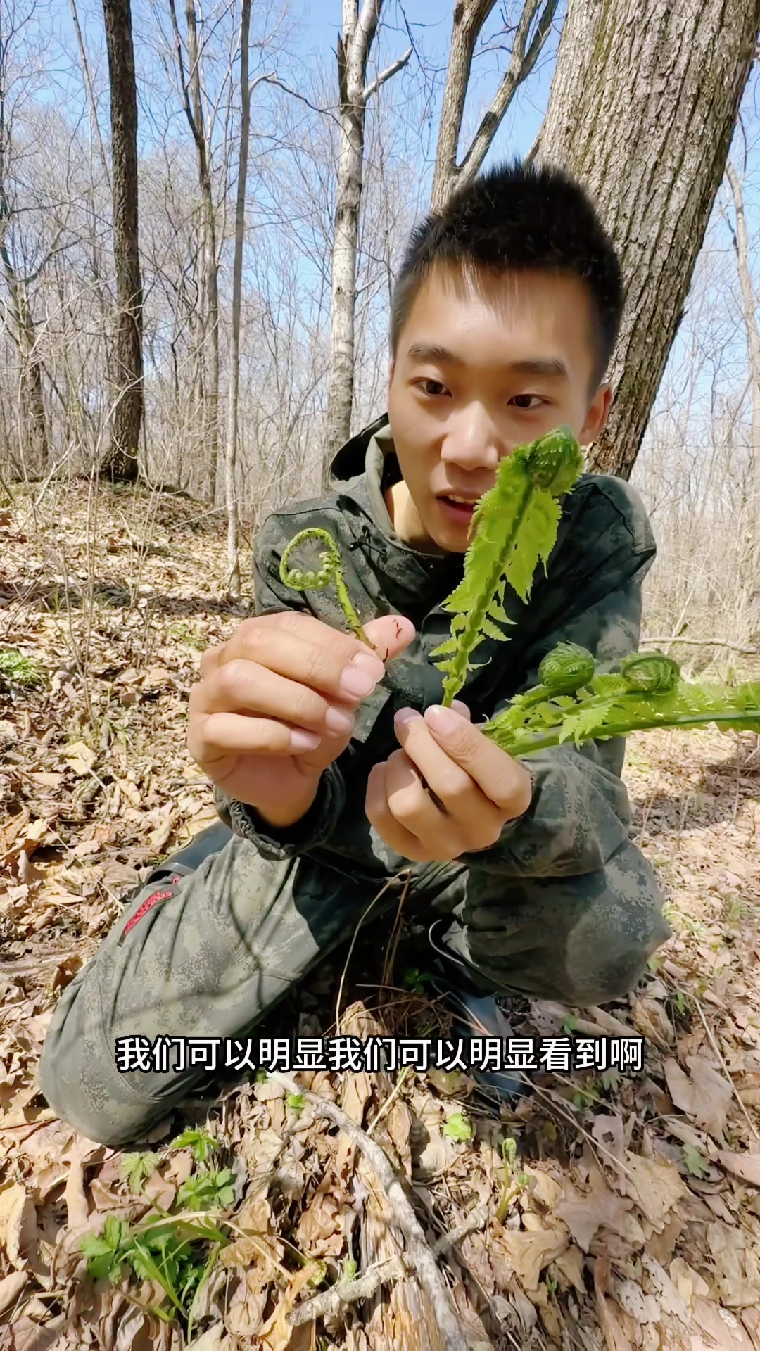 如何区分广东菜和水蕨菜