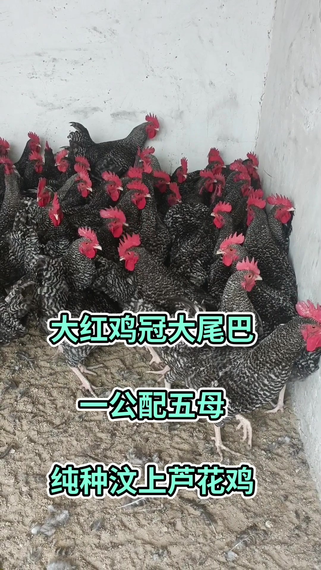 大红鸡冠大尾巴,一公配五母,纯种汶上芦花鸡