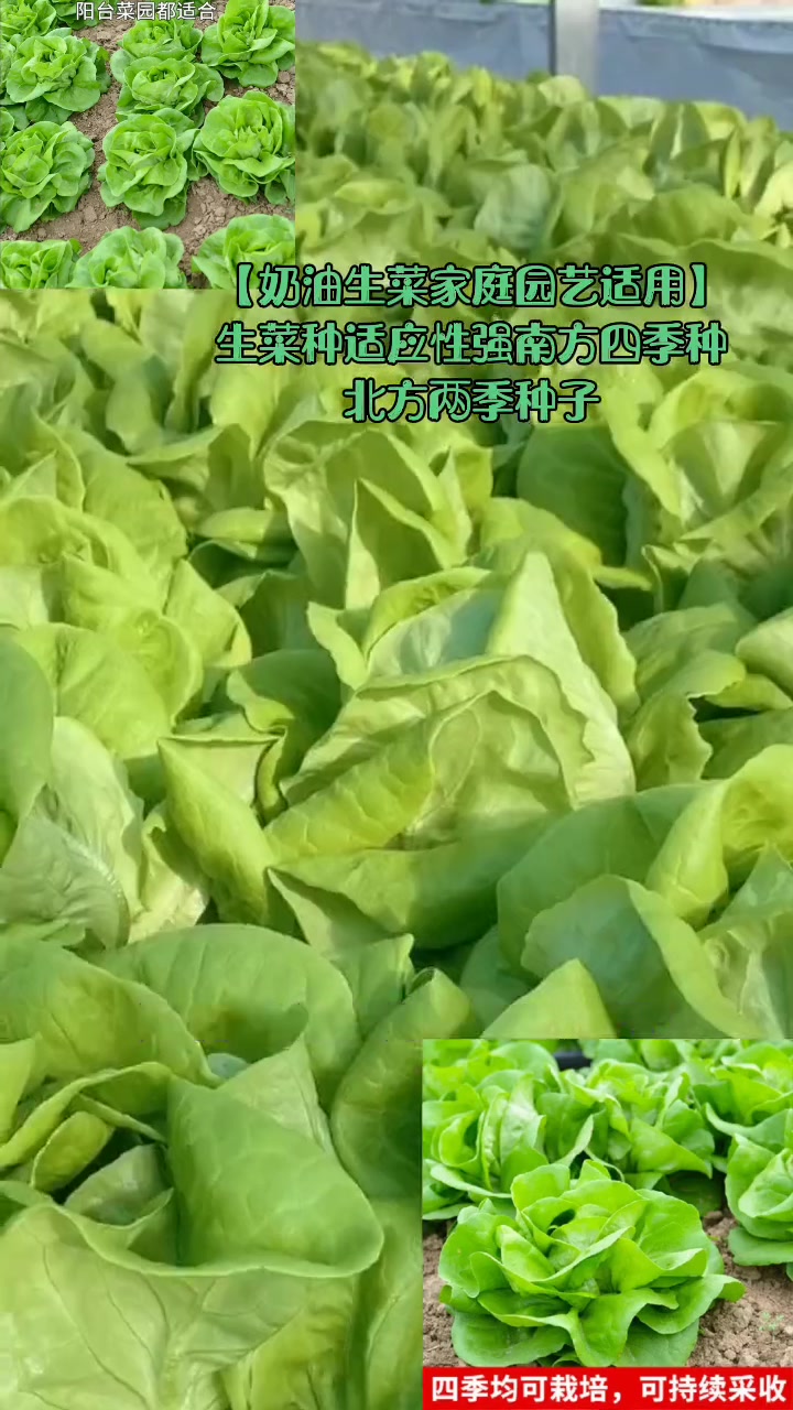 「奶油生菜家庭园艺适用」生菜种适应性强南方四季种北方两季种子