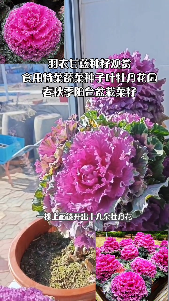 羽衣甘蓝种籽观赏食用特菜蔬菜种子叶牡丹花园春秋季阳台盆栽菜籽