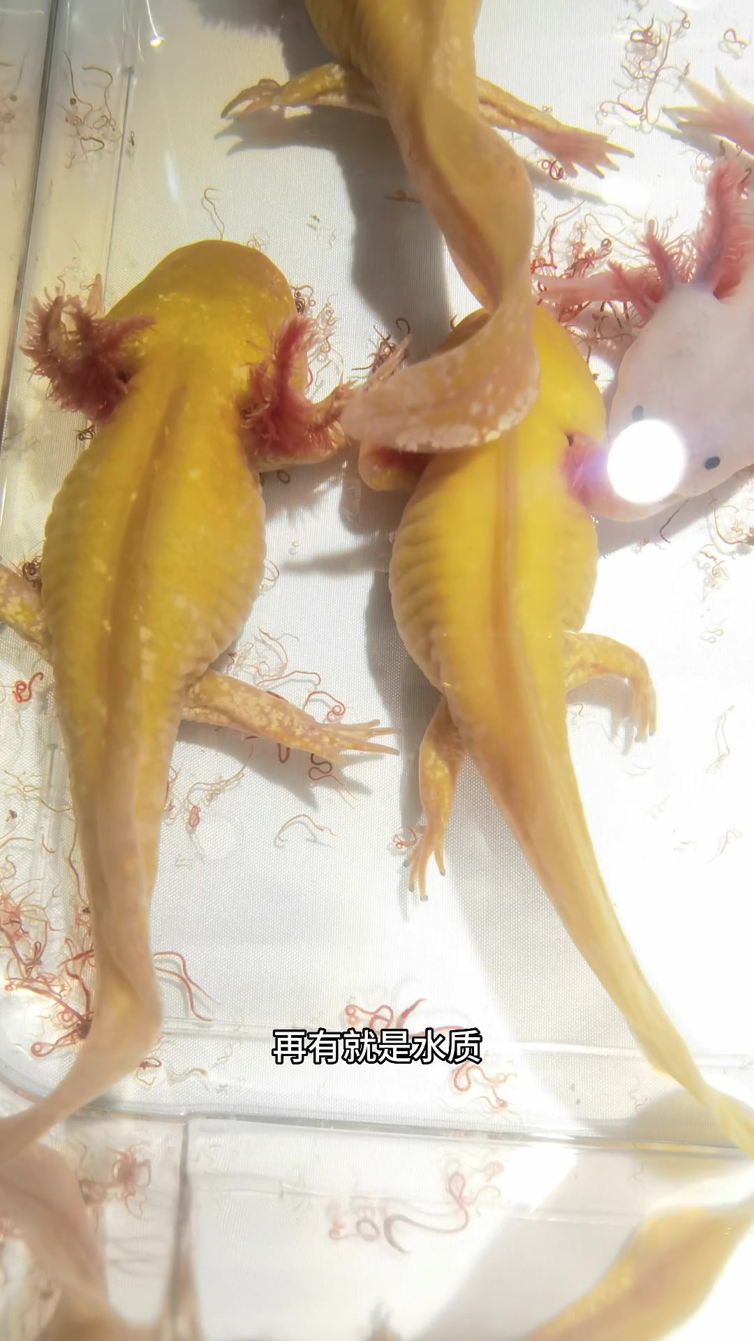 六角恐龙不吃东西怎么办?是什么原因