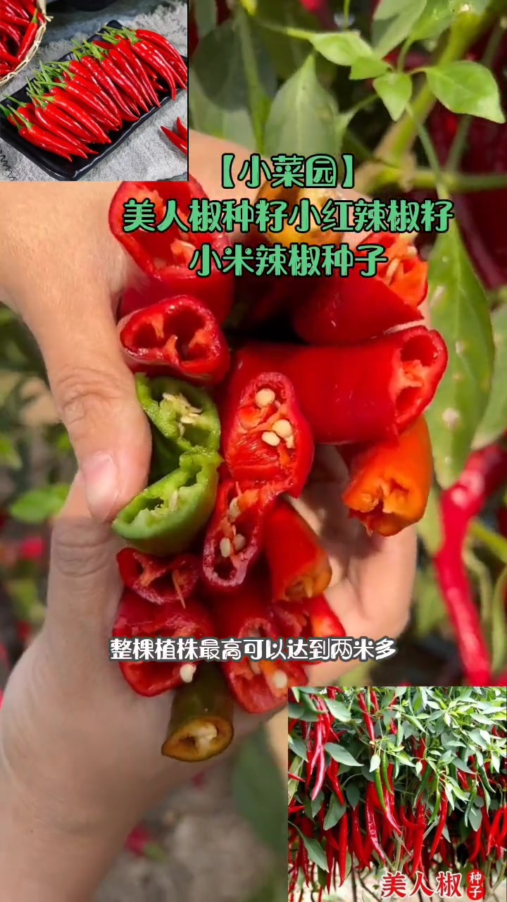 「小菜园」美人椒种籽小红辣椒籽小米辣椒种子