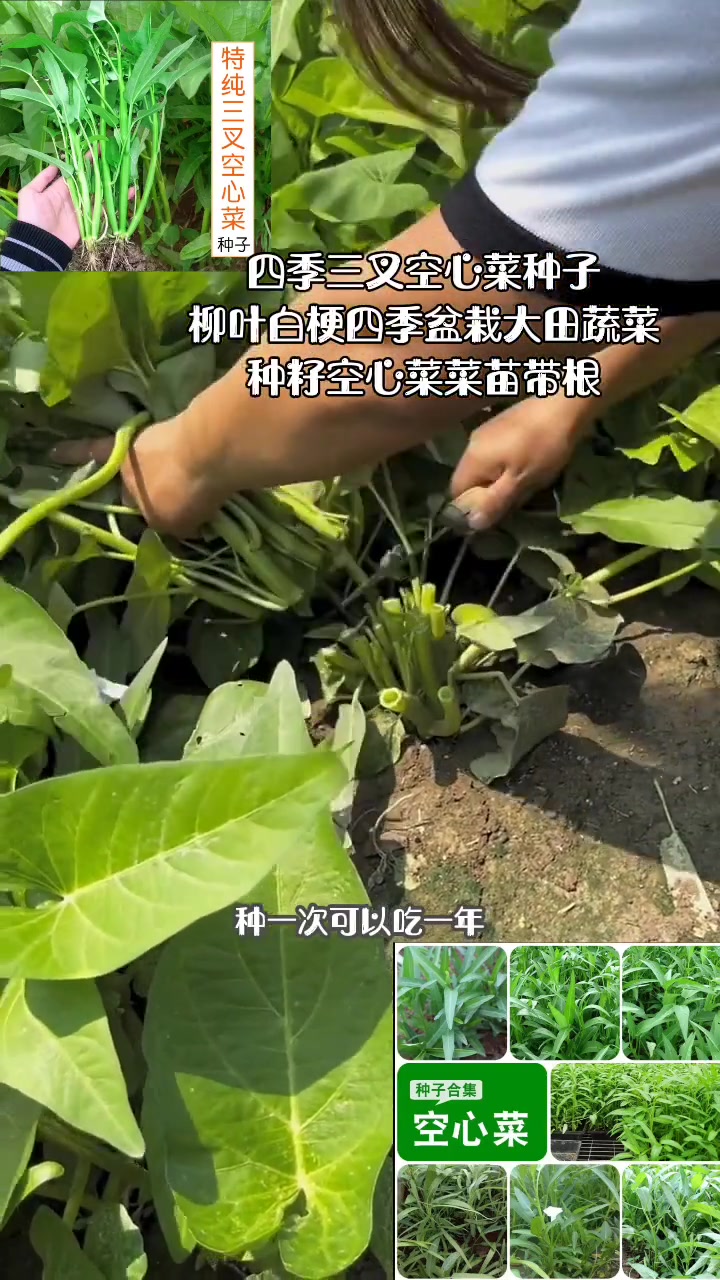 四季三叉空心菜种子柳叶白梗四季盆栽大田蔬菜种籽空心菜菜苗带根