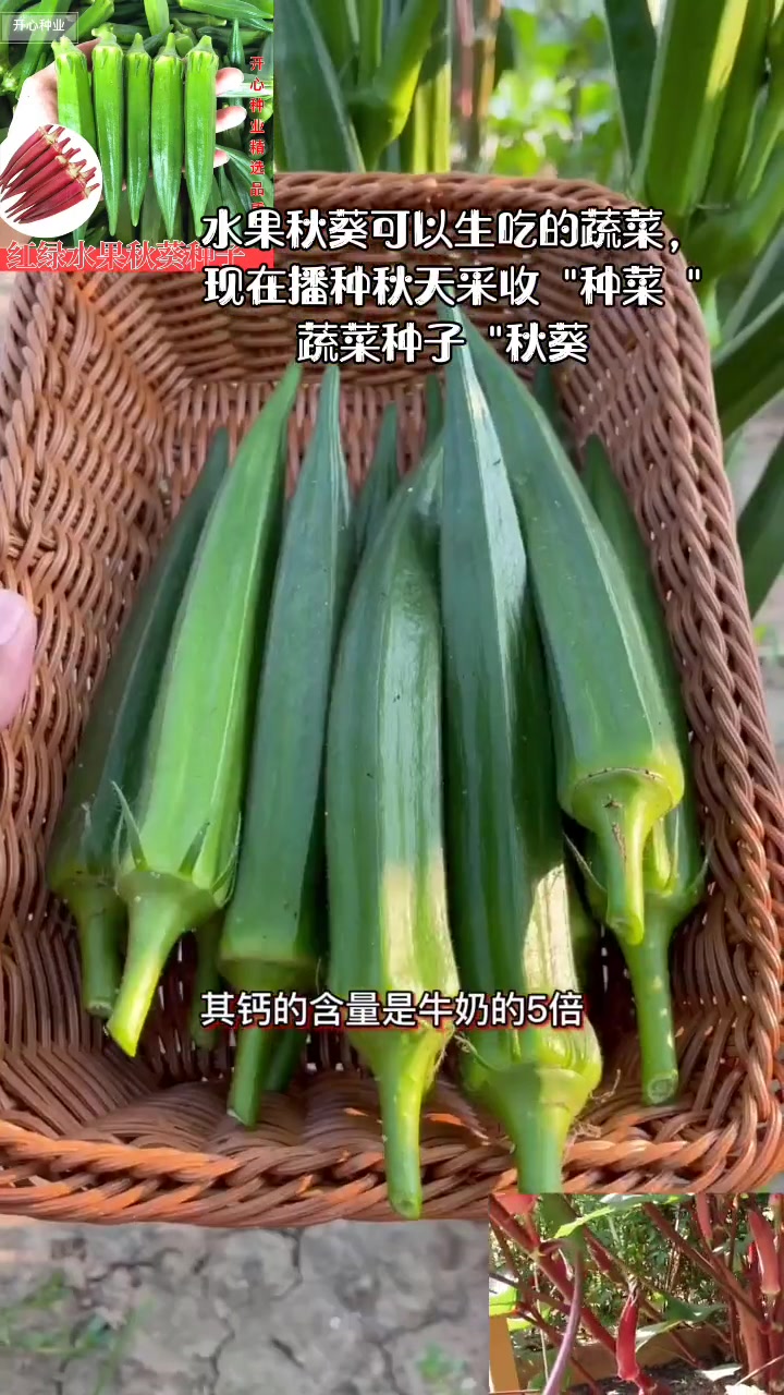 纯天然绿色蔬菜