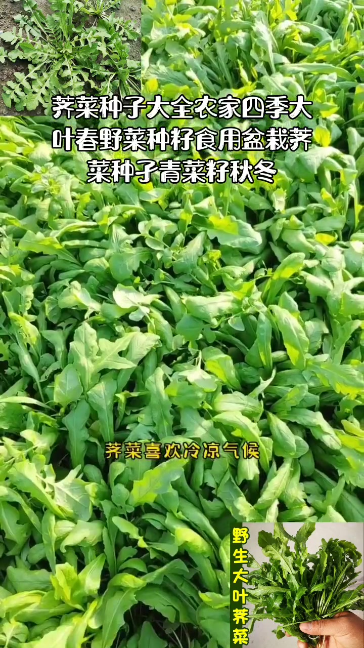 我的乡村生活 荠菜种子大全农家四季大叶春野菜种籽食用盆栽荠菜种孑青菜籽秋冬