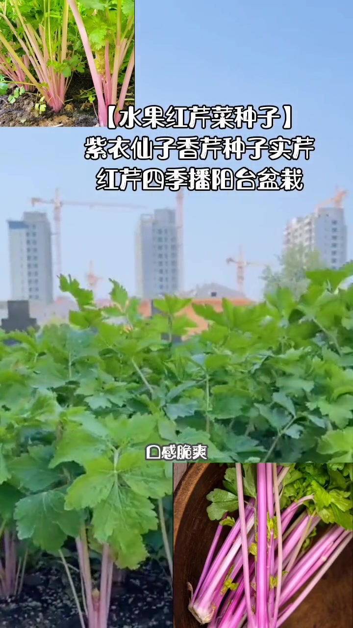 三农「水果红芹菜种子」紫衣仙子香芹种子实芹红芹四季播阳台盆栽
