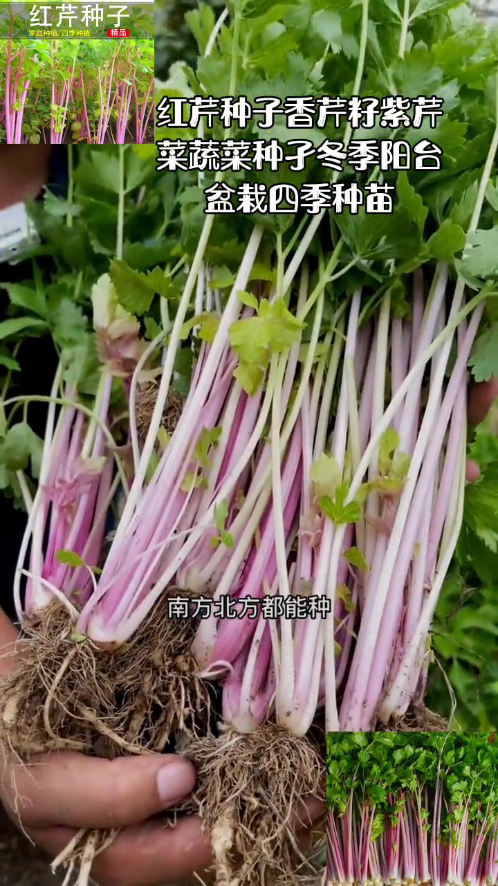 红芹种子香芹籽紫芹菜蔬菜种孑冬季阳台盆栽四季种苗