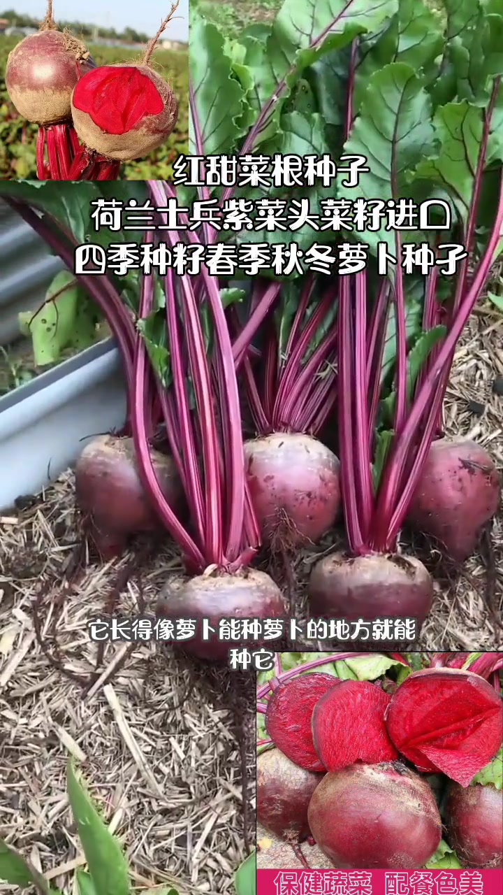 三农 红甜菜根种子荷兰士兵紫菜头菜籽进口四季种籽春季秋冬萝卜种孑