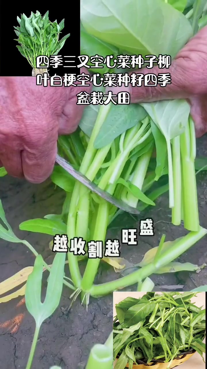 四季三叉空心菜种子柳叶白梗空心菜种籽四季盆栽大田