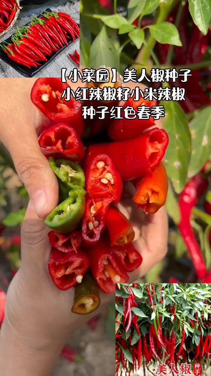 「小菜园」美人椒种子小红辣椒籽小米辣椒种子红色春季播种育苗