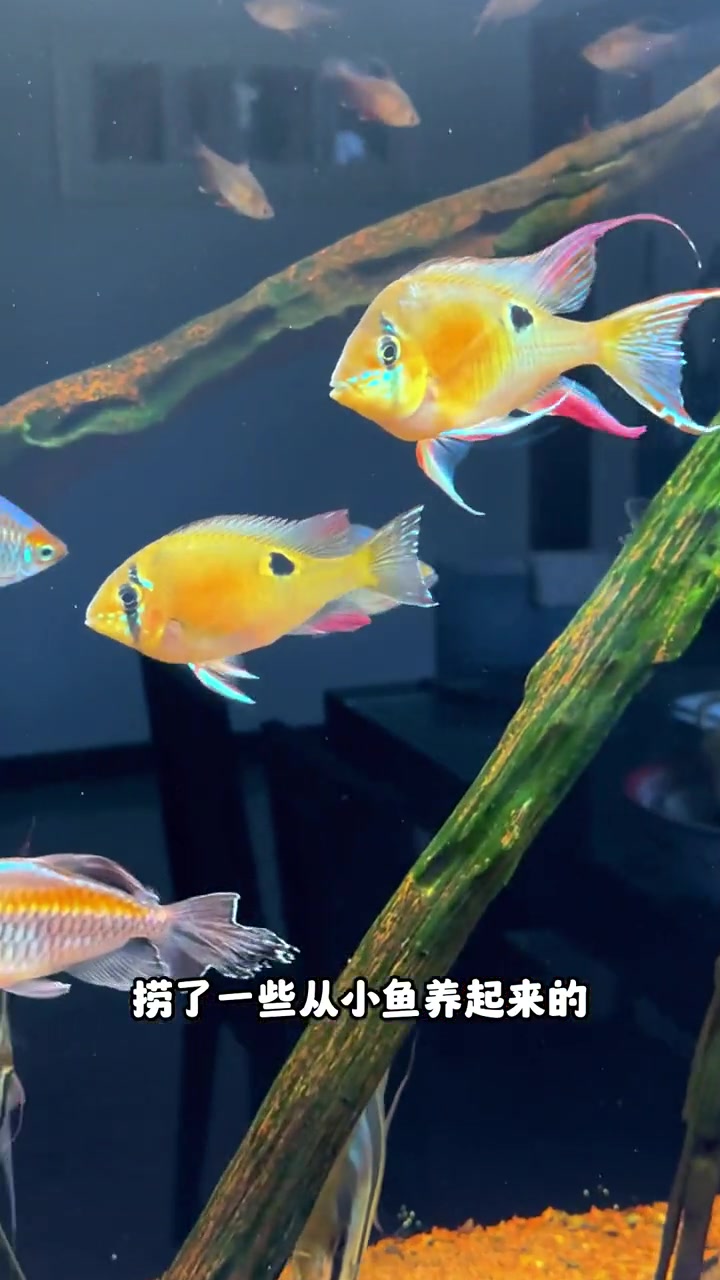 你们觉得这缸鱼能值多少钱?埃及神仙鱼 养鱼日记 观赏鱼 鱼缸里的大自然 南美缸