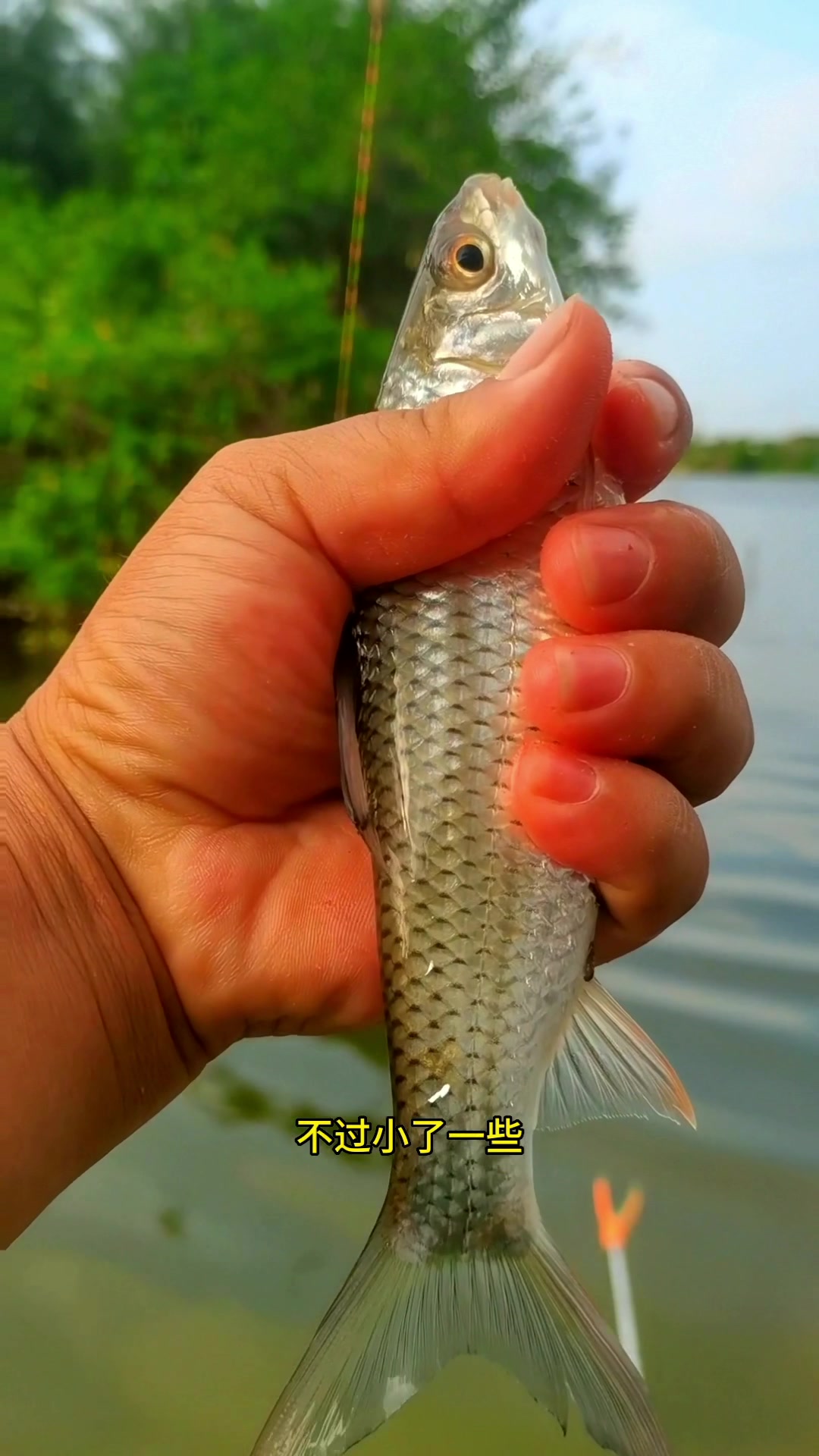 探钓惠州龙华沙河,狂口大石鲮是种什么体验?