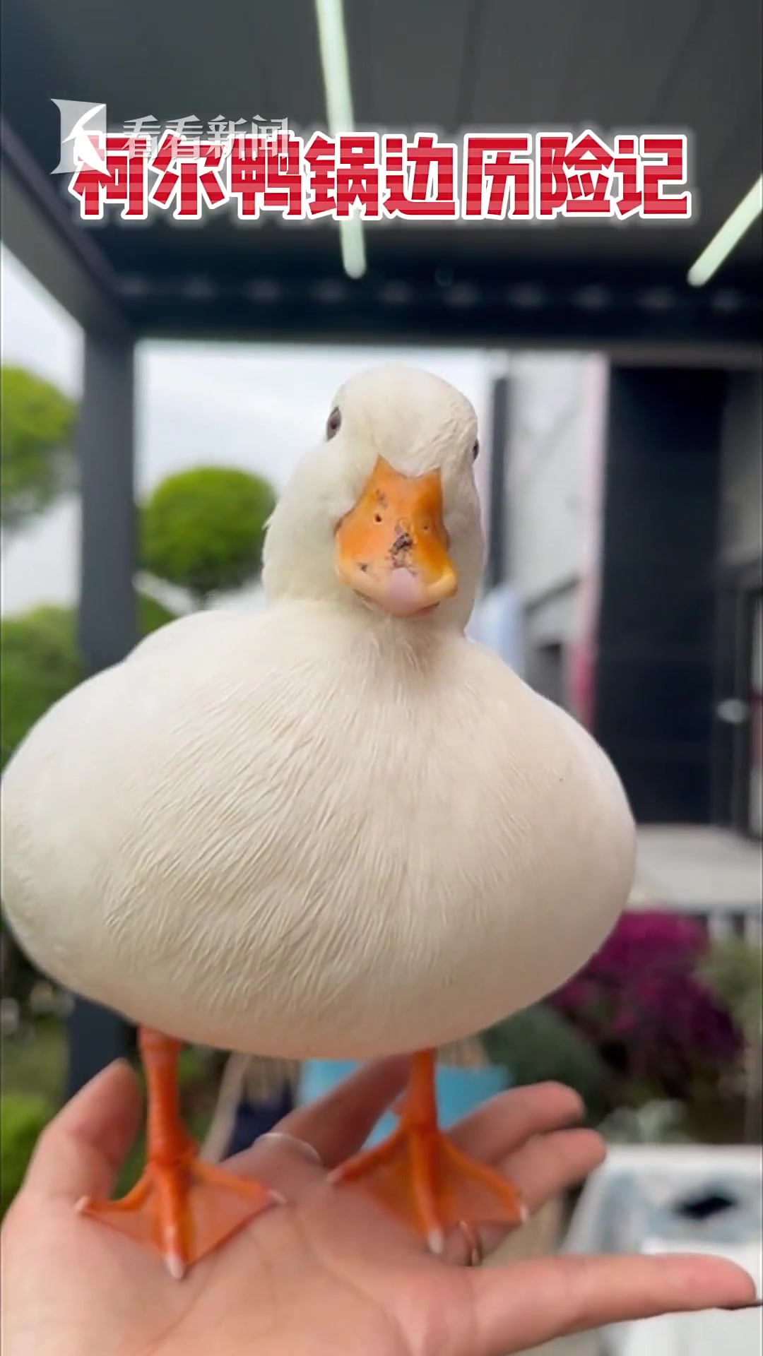 鸭鸭历险记!沪一宠物鸭散步被掳走,差点成……