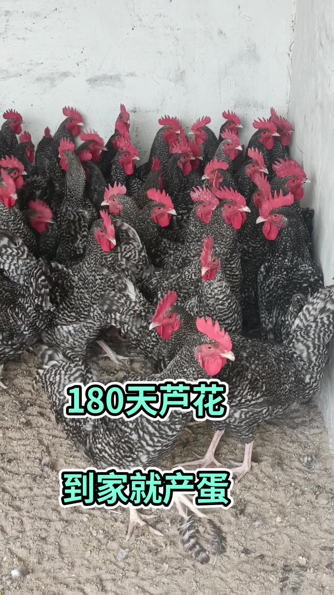 180天芦花,到家就产蛋