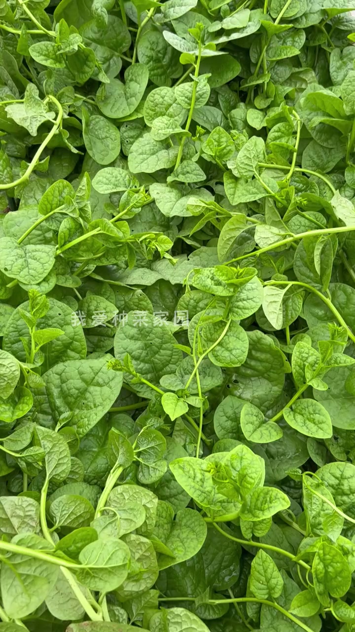 这个木耳菜耐热,正适合现在种,滑溜溜的,非常好吃。种植小技巧 我的小菜园 田园生活
