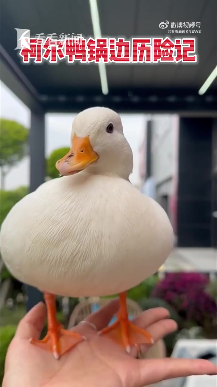 「宠物鸭被掳走差点成老鸭煲」据 看看新闻KNEWS 报道:近日,上海松江警方接报一起盗窃案