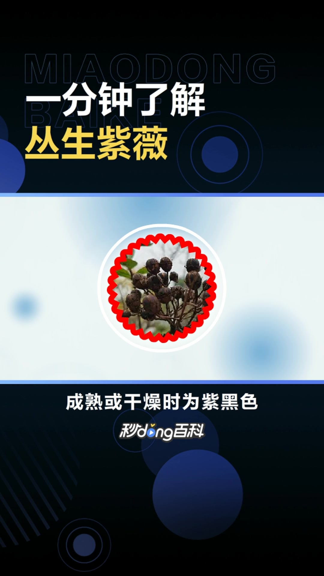 丛生紫薇:千屈菜科紫薇属的灌木植物