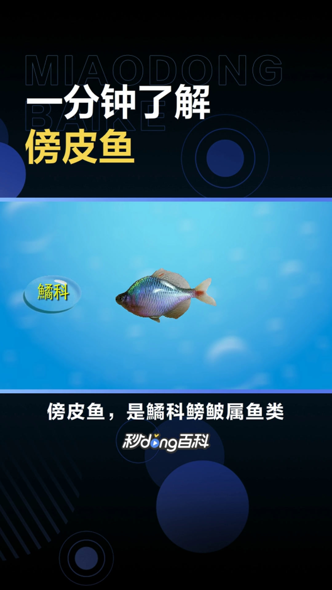 傍皮鱼:鱊科鳑鲏属鱼类