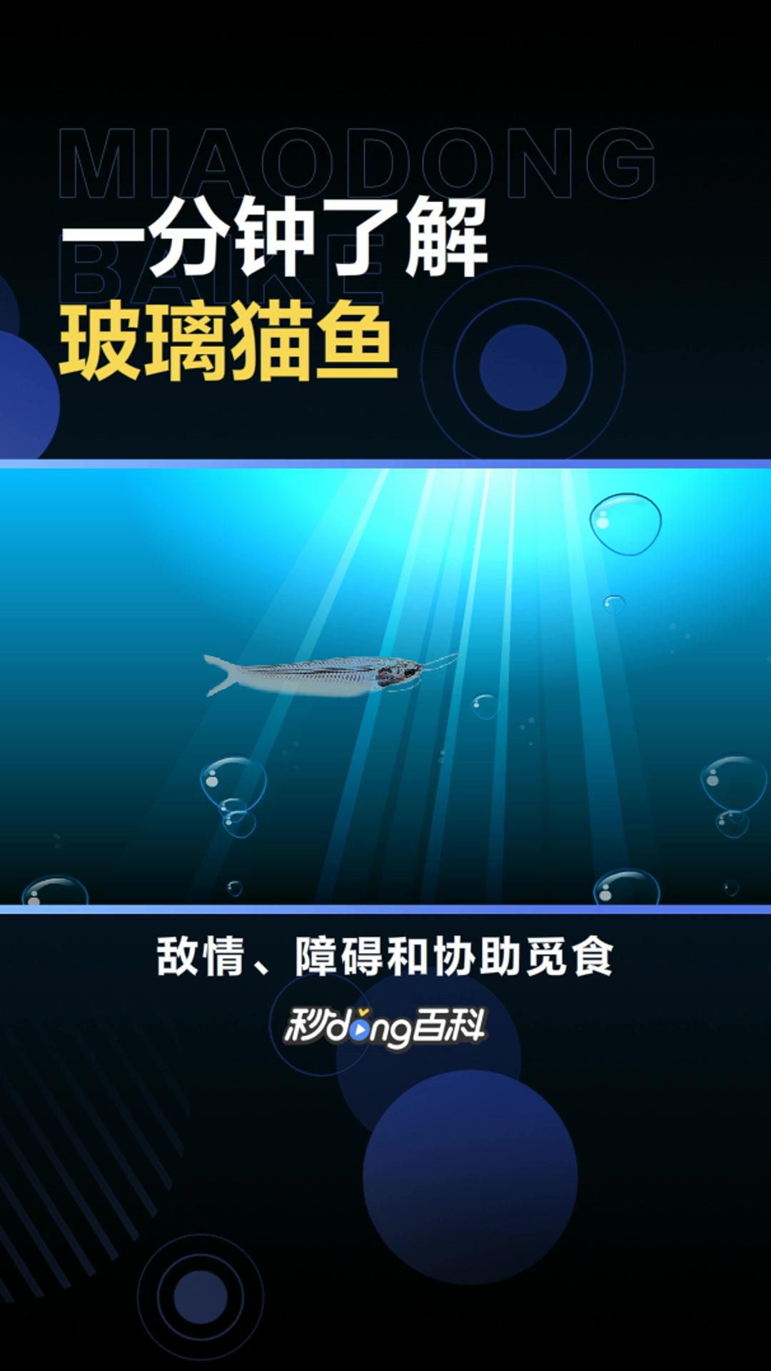 玻璃猫:鲶科缺鳍鲶属的一种鱼类