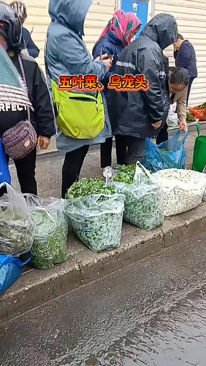 天水农村野菜?
