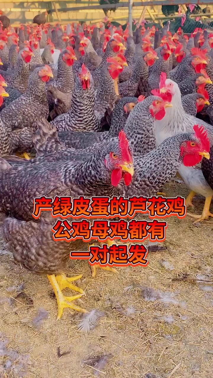 芦花鸡好饲养耐粗食适应强