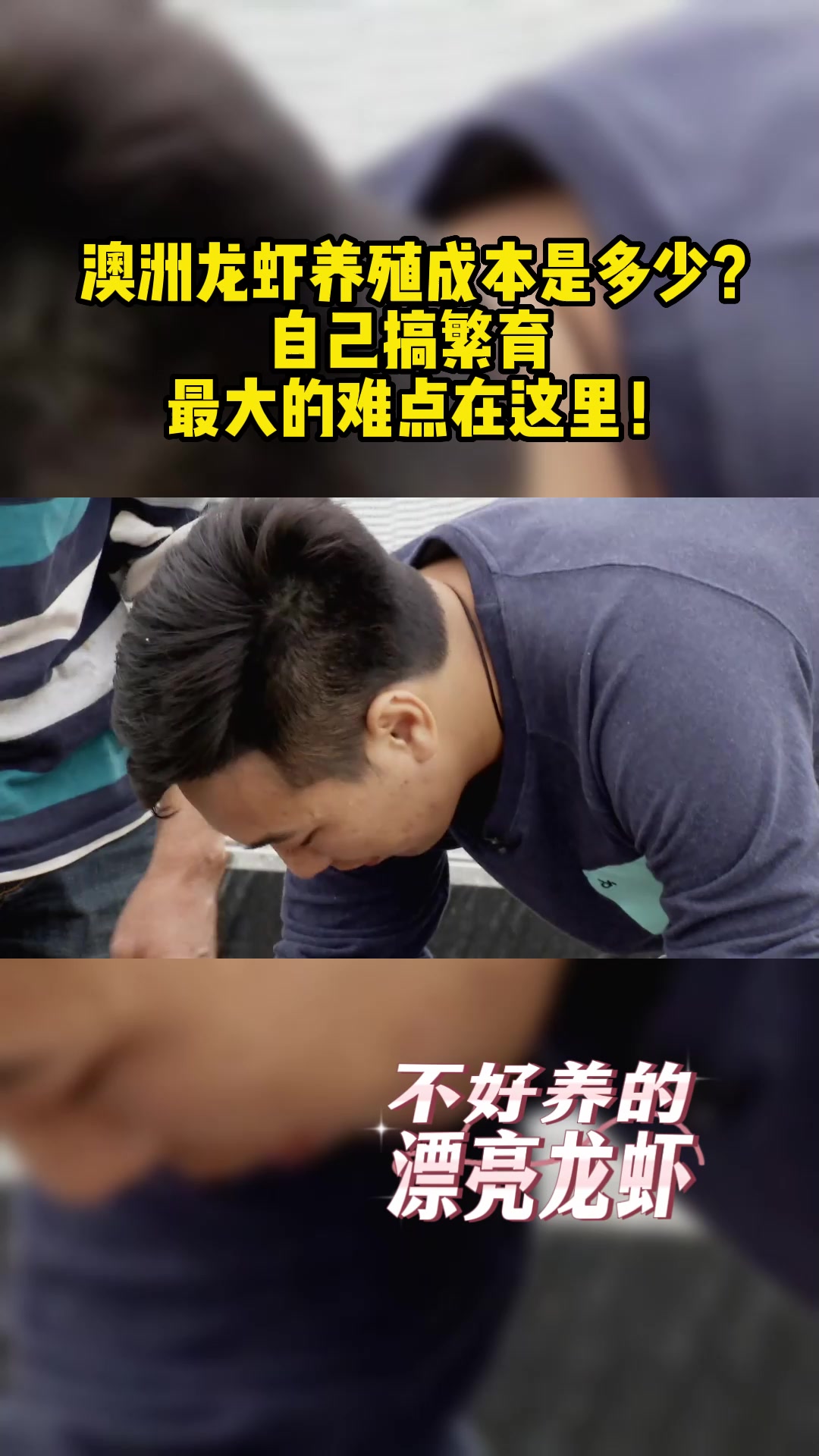 澳洲龙虾养殖成本是多少?自己搞繁育 最大的难点在这里!