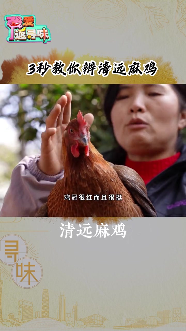 捉鸡高手,3秒教你捉一只放养鸡,真正的清远麻鸡到底怎样辨别呢?清远鸡 三农养殖