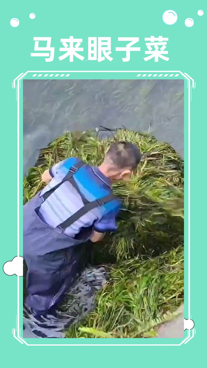 马来眼子菜 水生植物 马来眼子菜