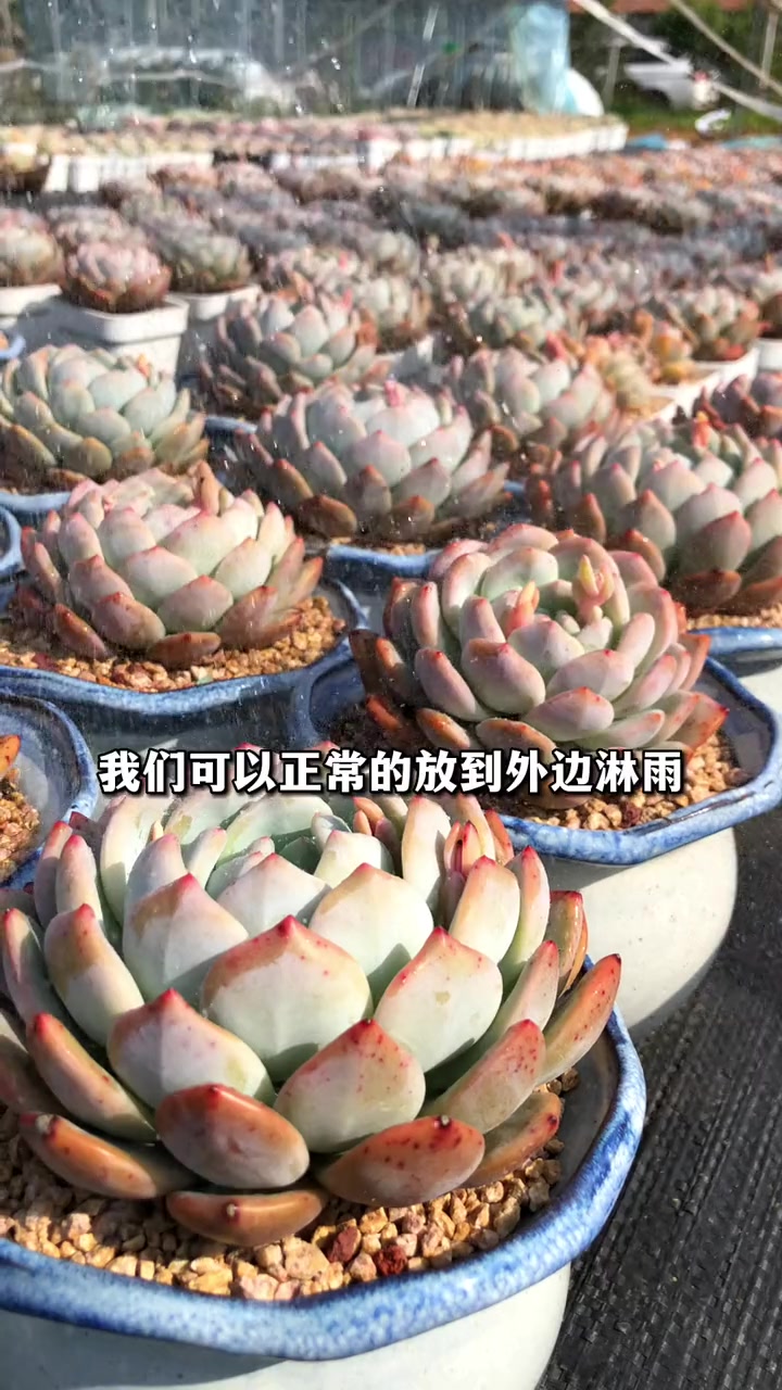 多肉露养有什么注意事项?多肉植物 多肉养护