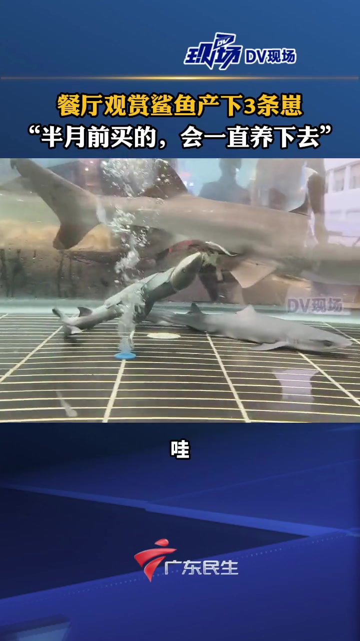 餐厅观赏鲨鱼产下3条崽 餐厅管理人员朱先生:这条是普通的养殖鲨鱼,是半个月前花几千块钱买来