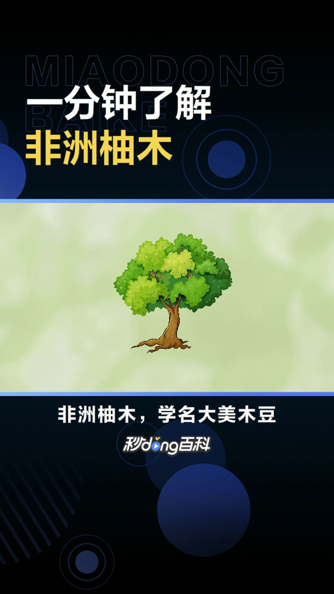 非洲柚木:学名大美木豆