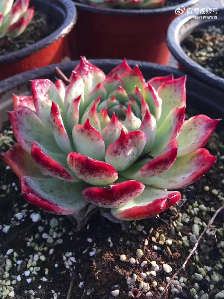 今天教大家如何区分多肉植物“出锦”和“出状态”!